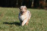 BERGER AUSTRALIEN PUPPIES 731